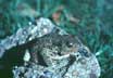 common toad